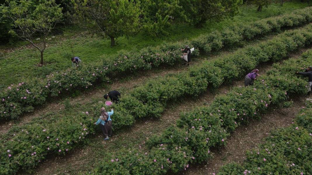 Aile mesleğini sürdürüyorlar: Litresi 10 bin euro! 15 milyon gül yaprağından 1 litre gül yağı çıkarıyorlar 17